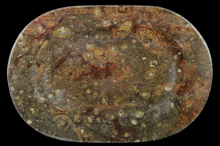 Fossil Orthoceras & Goniatite Oval Plate - Stoneware #133565